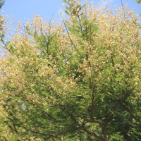 Vachellia leucophloea (Roxb.) Maslin, Seigler & Ebinger